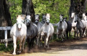Herd of Lipizzan horses running together at Lipica Stud Farm in Slovenia