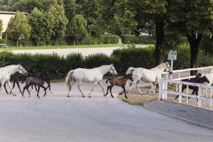 Lipizzan mares and a foal walking at Lipica Stud Farm in Slovenia