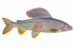 Adriatic grayling