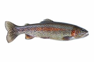 Rainbow trout