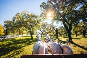 Two white horses pull a carriage down a sunlit, tree-lined lane, viewed from behind.