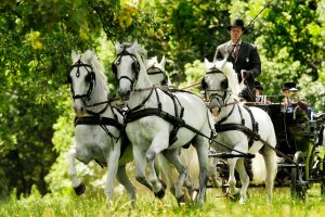 Four white horses pull a carriage through a green, tree-lined setting.