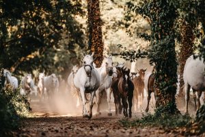 White mares and their dark foals trot along a dusty, tree-lined avenue.