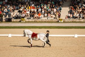 A handler leads a white horse around an outdoor arena before an audience.