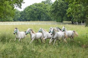 A small group of white horses runs through tall grass within a fenced field.