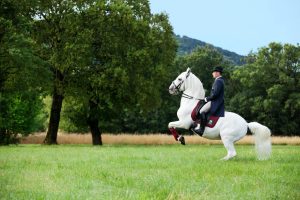 A rider in a dark tailcoat and top hat sits a white horse as it rises on its hind legs on a green field.