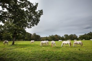 Light-coloured horses graze across a green field beneath a cloudy sky.