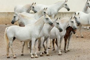 A group of mostly white horses stands together on a gravel yard.