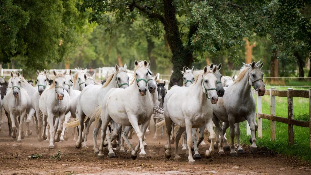 Lipica Stud Farm