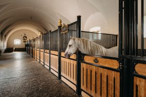 A white horse looks out of a stall along a vaulted corridor of stables.