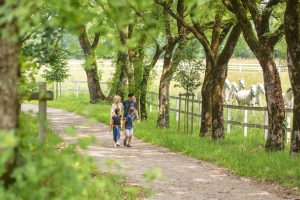 Two adults and two children walk along a tree-lined gravel path while white horses run in the fenced field beside them.