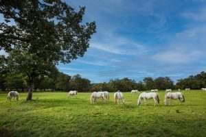 Several white horses graze in an open green pasture beneath blue sky.