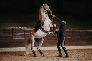 A white horse rises on its hind legs while a handler stands beside it inside an arena.