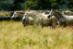 Several light-coloured horses move through tall grass beside trees.