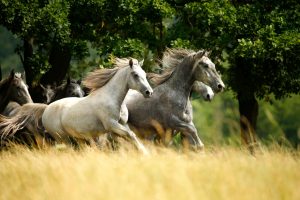 A white horse and a dark grey horse gallop side by side through tall grass, with more horses following behind them.