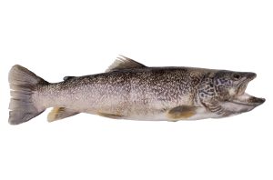 Marble trout